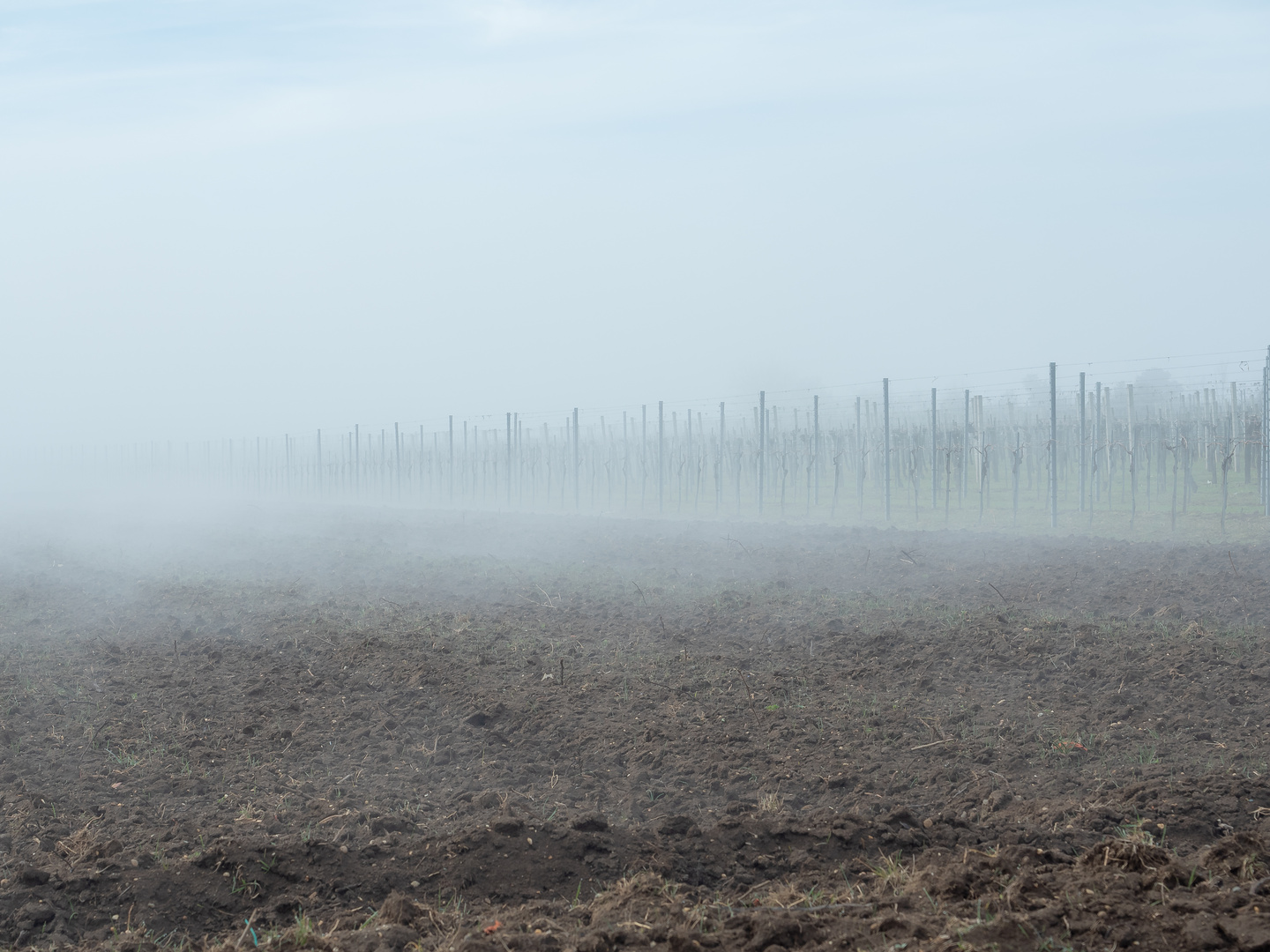 Weingarten im Nebel