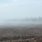 Weingarten im Nebel