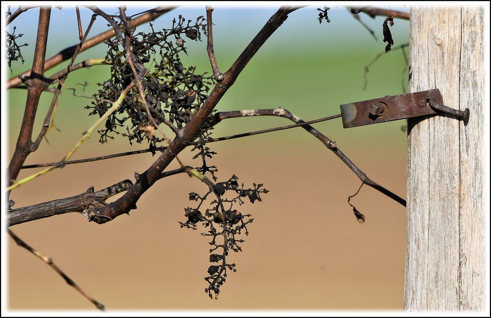 Weingarten im November