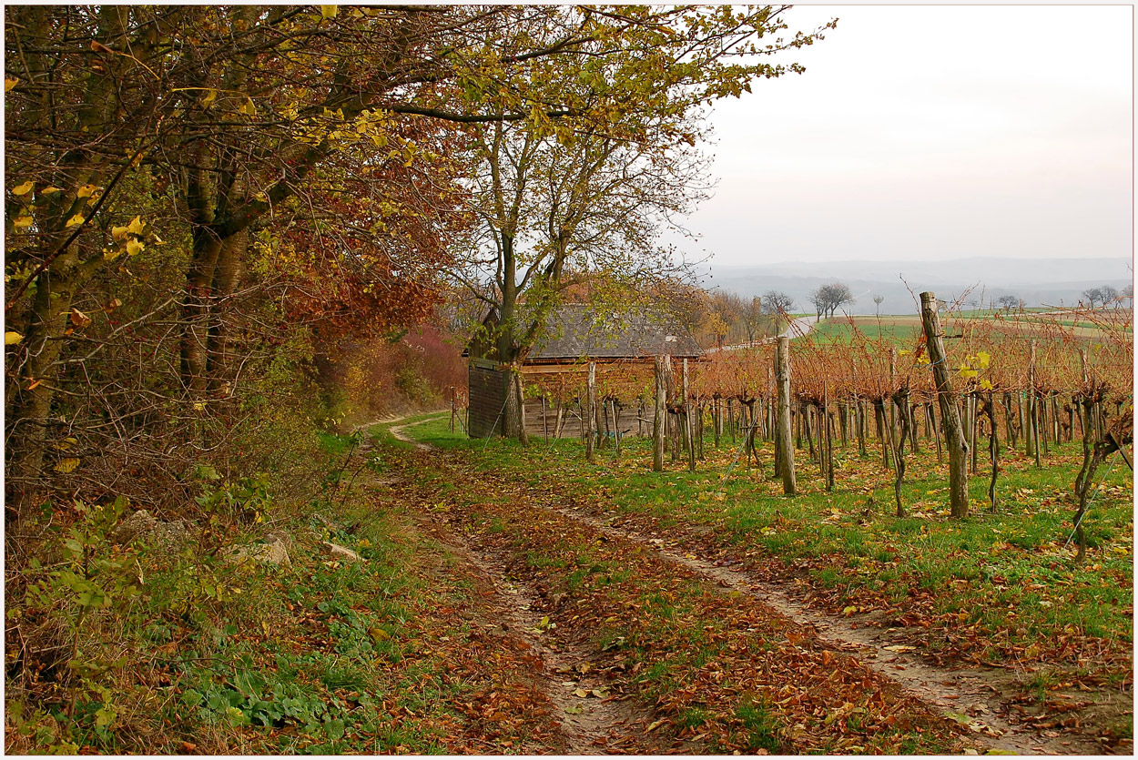 Weingarten im November