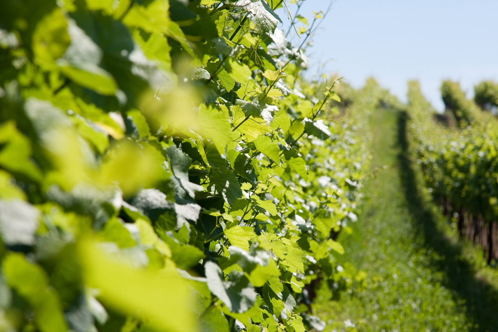 Weingarten im Sommer