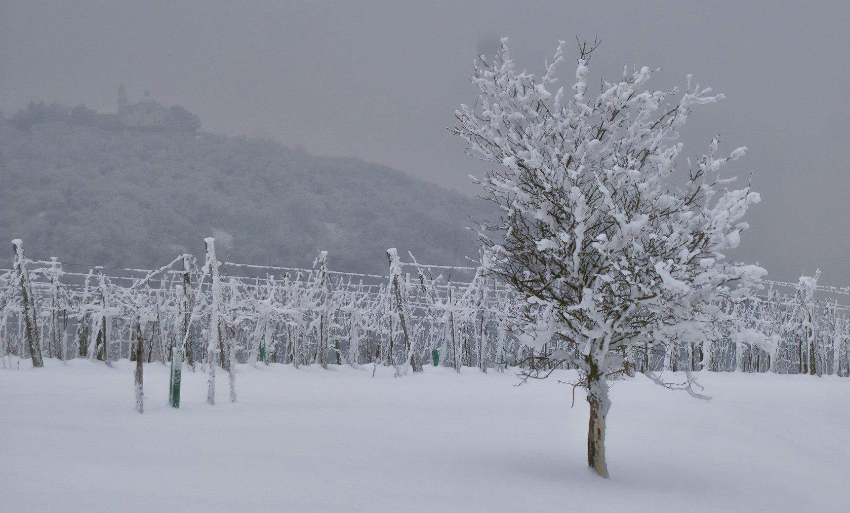 Weingarten im Winter