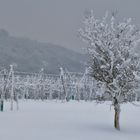 Weingarten im Winter