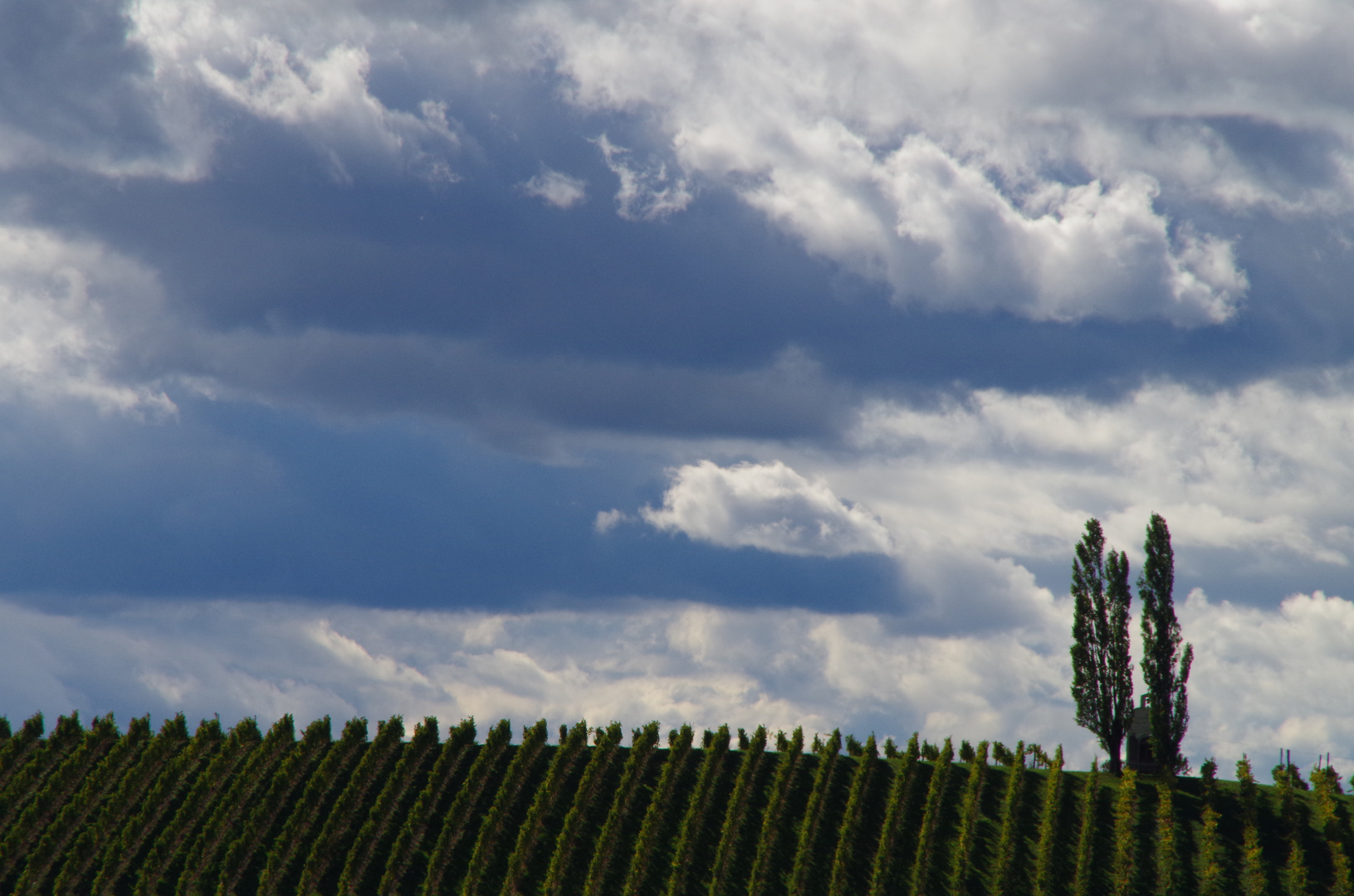 Weingarten in der Südsteiermark