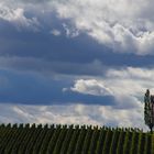 Weingarten in der Südsteiermark