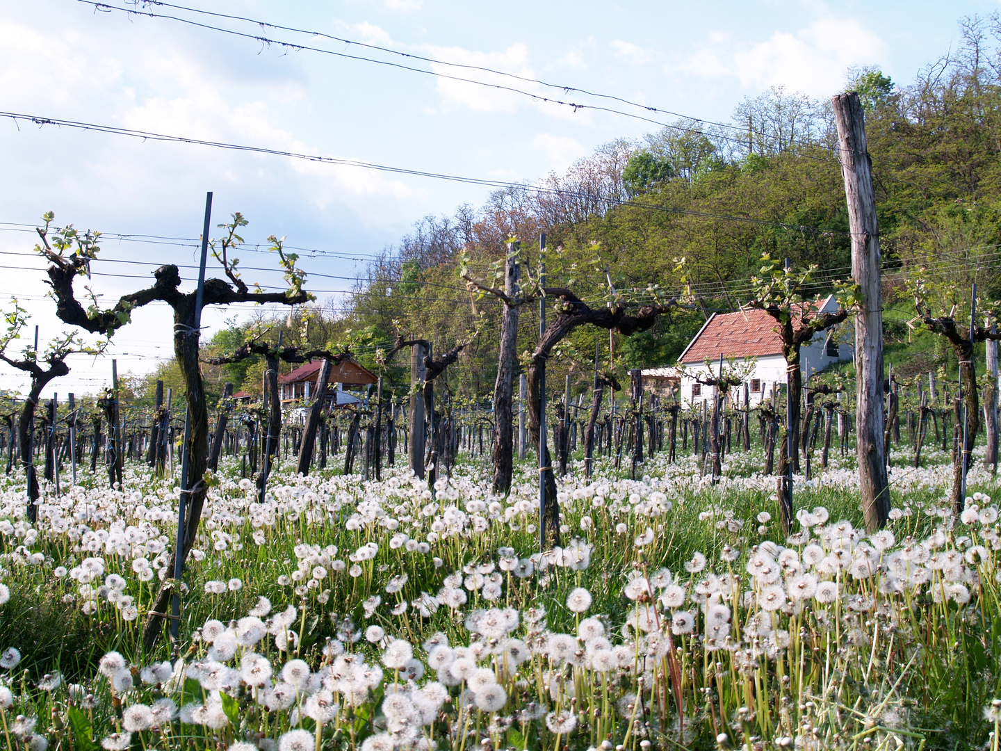 Weingarten mit Keller