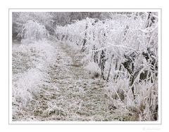 Weingarten Winter