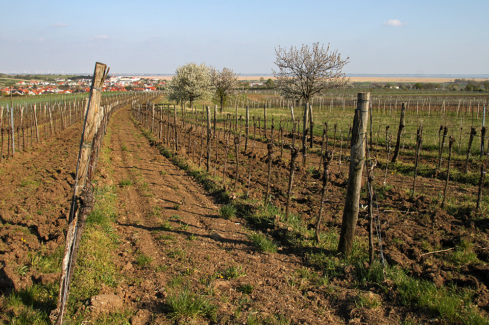 Weingartenblick zur Kirschblüte ...