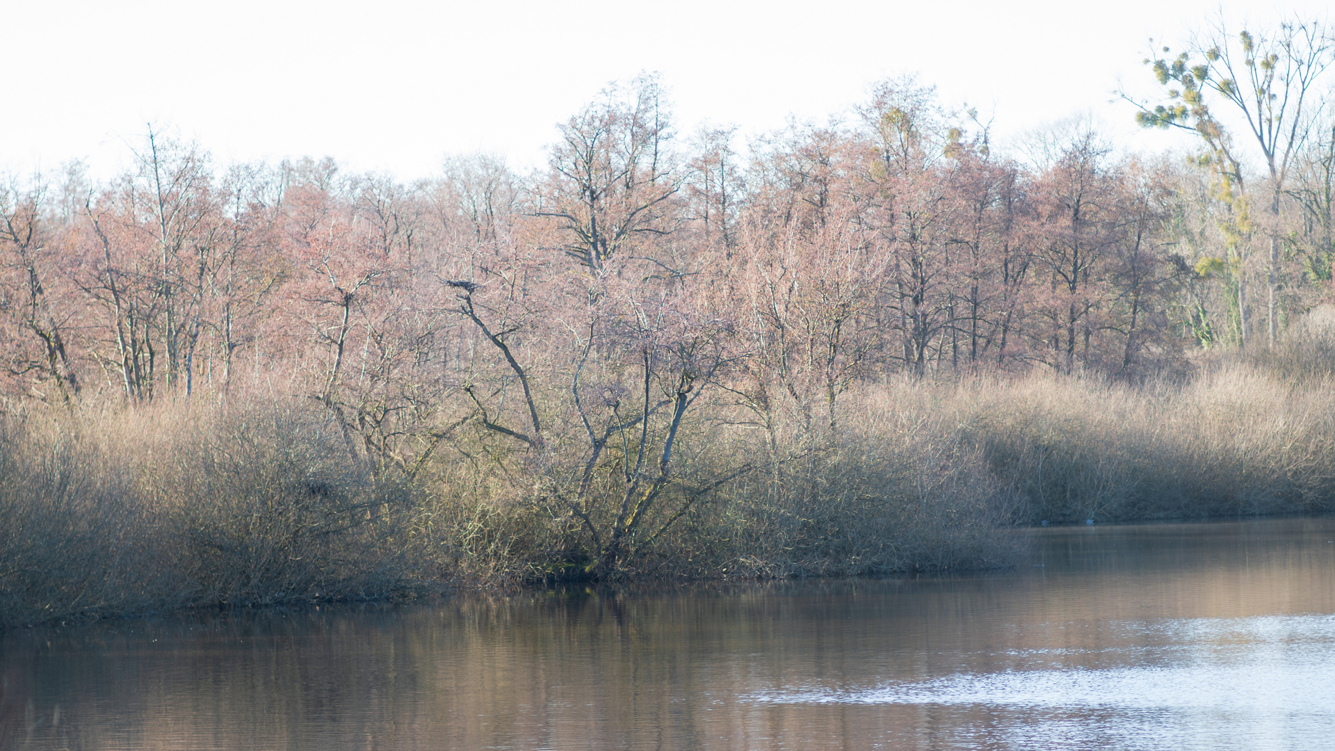 Weingartener Moor