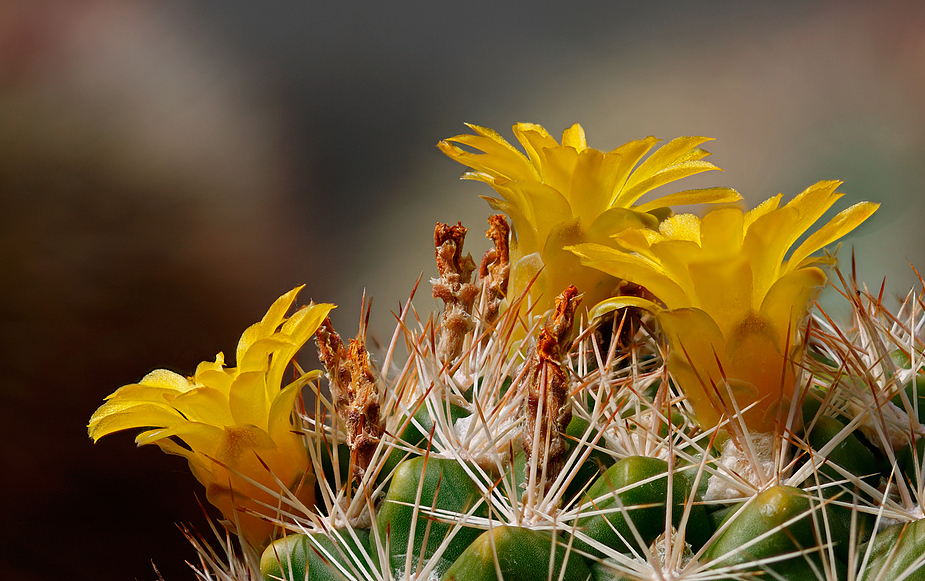 Weingartia neocumingii