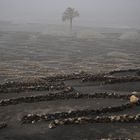 Weingebiet La Geria auf Lanzarote bei Calima