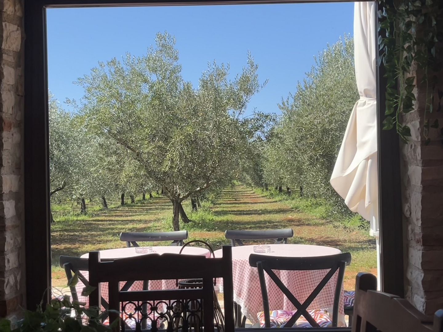 Weingüter mit Blick auf die Natur und viele Olivenbäume 