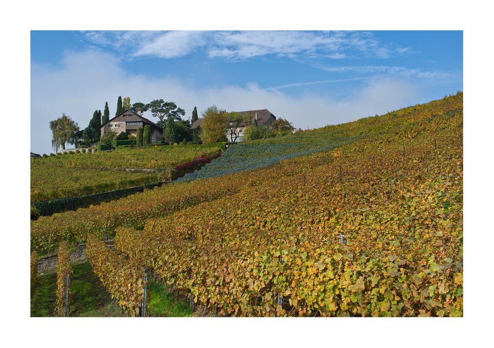 Weingut am Genfersee