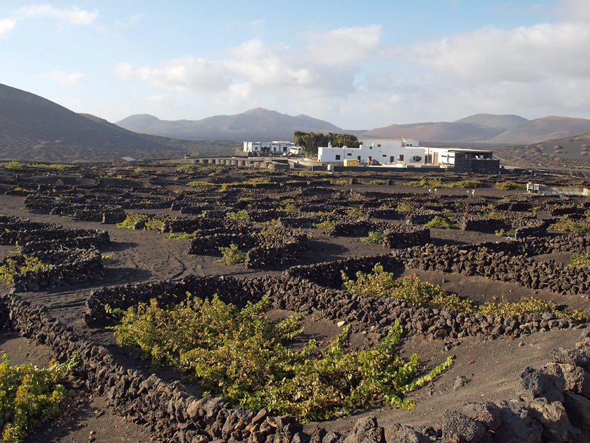 Weingut auf Lanzarote