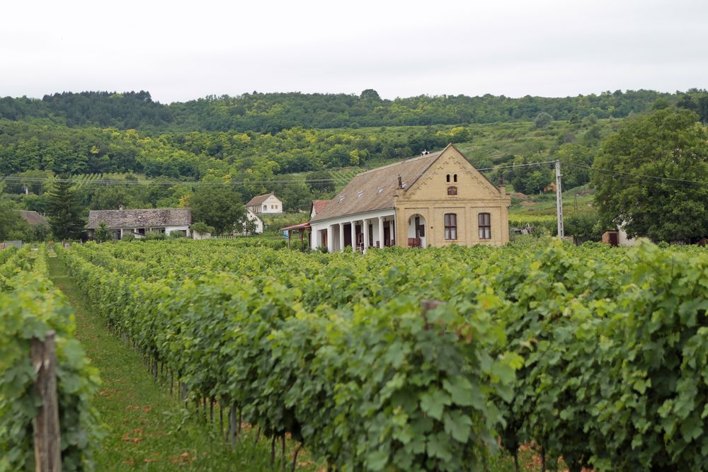 Weingut bei Szekszárd