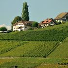 Weingut