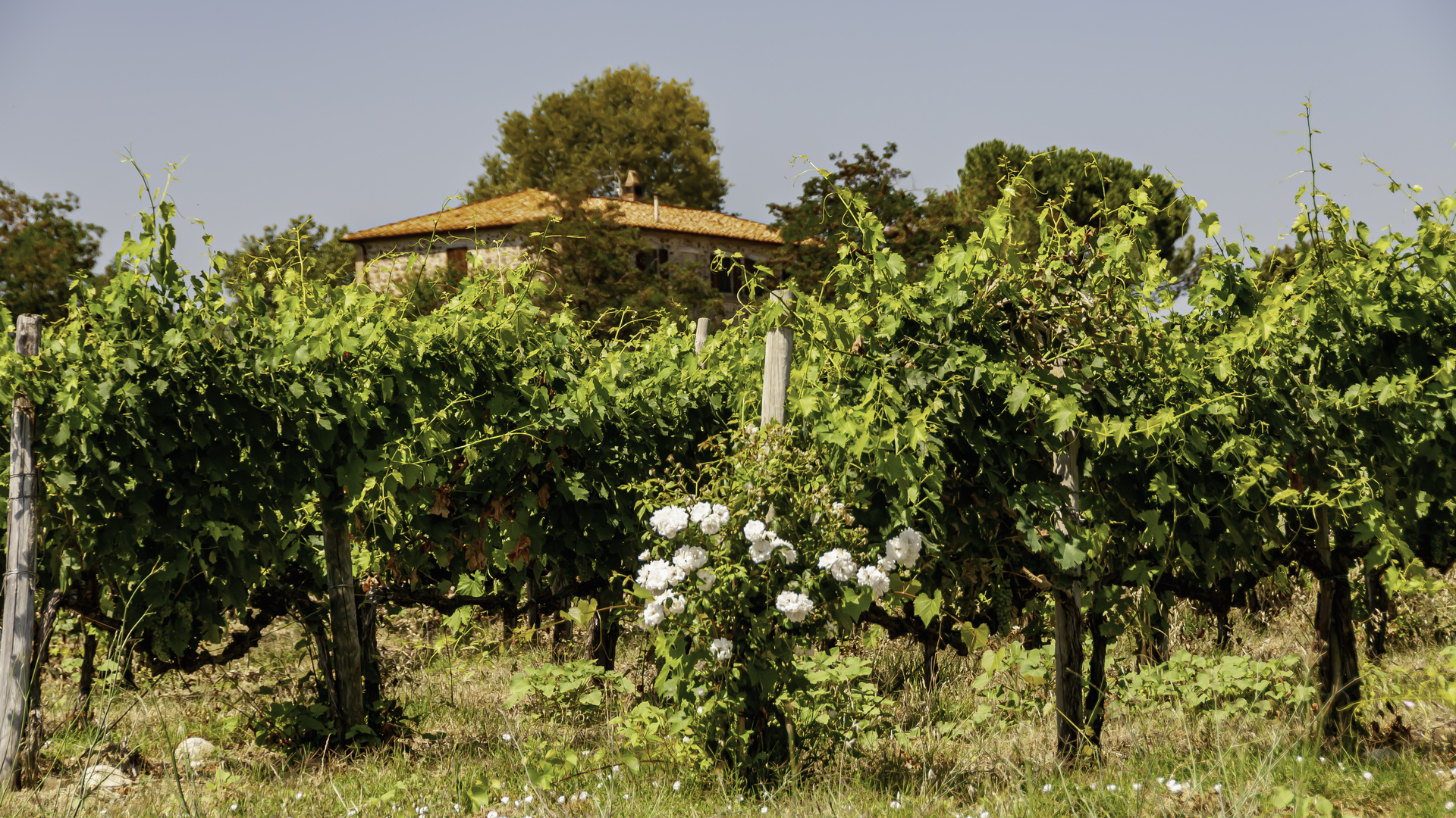 Weingut Ferrero