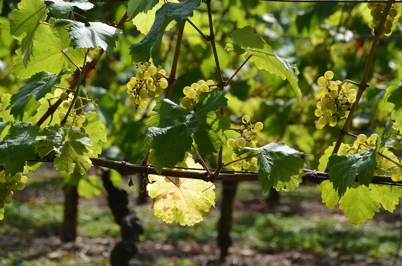 Weingut Fürst von Metternich