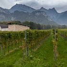 Weingut Gantenbein bei Fläsch in Graubünden (Schweiz)