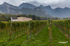 Weingut Gantenbein bei Fläsch in Graubünden (Schweiz)