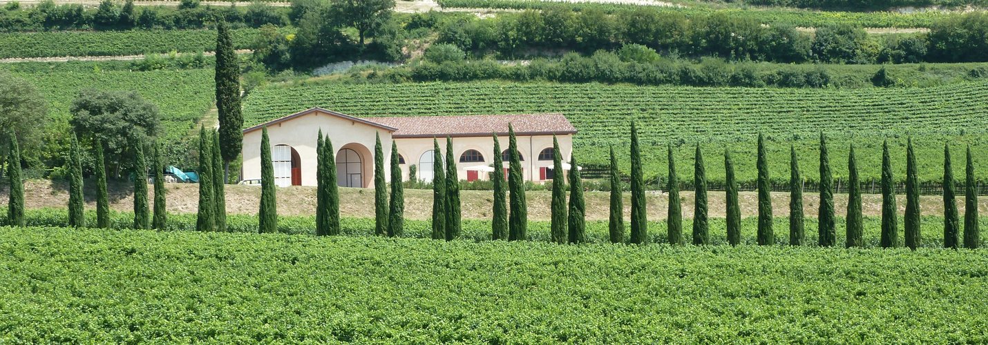 Weingut im Veneto