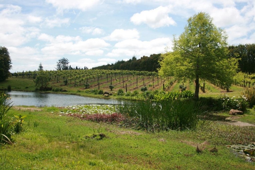 Weingut in der Naehe von Kerikeri