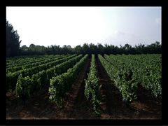 Weingut in Frankreich