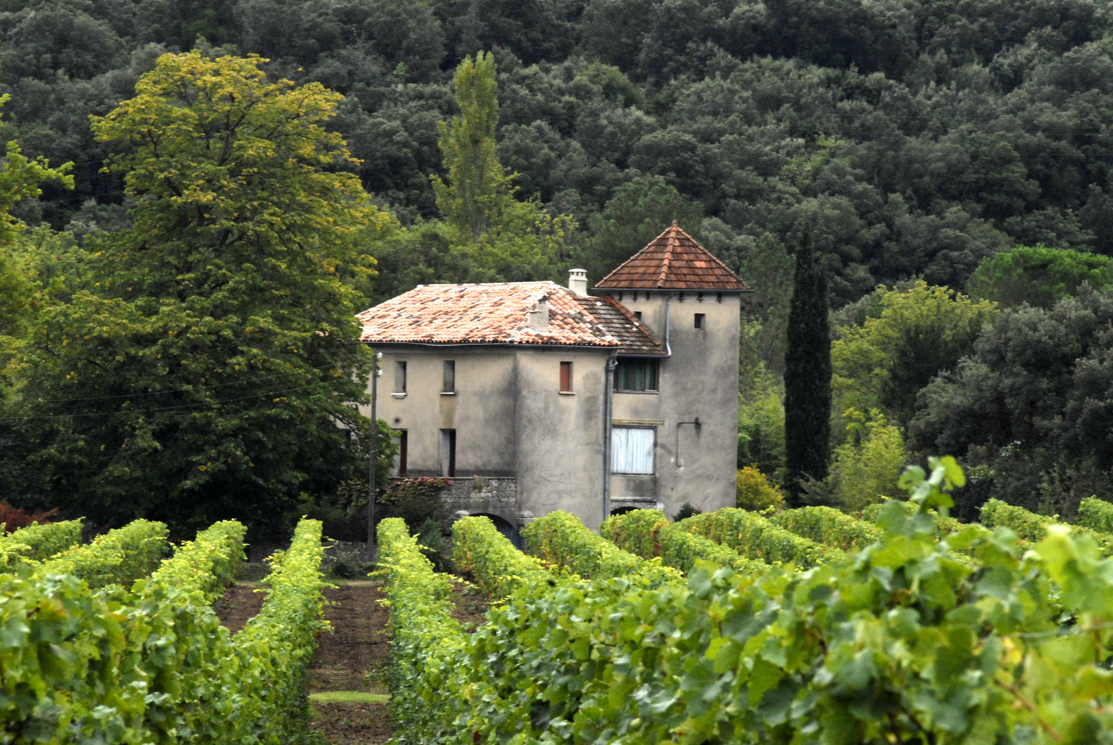 Weingut in Languedoc-Roussillon