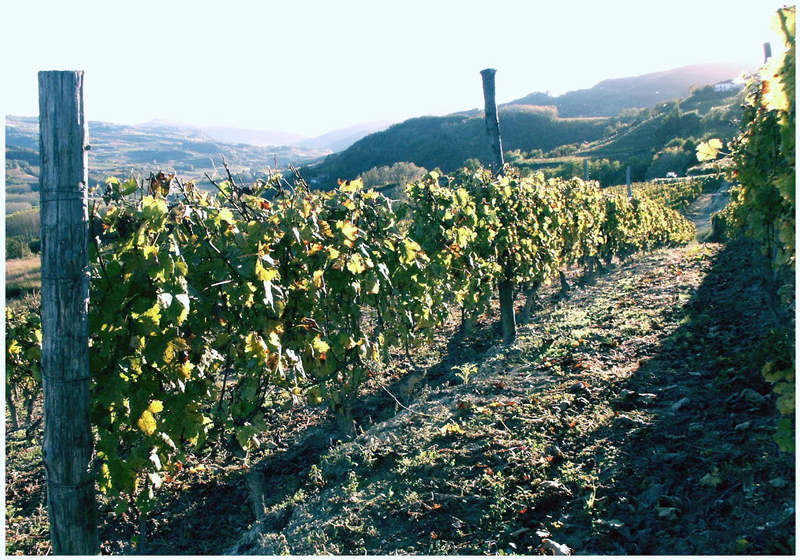 Weingut in Piemont