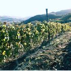 Weingut in Piemont