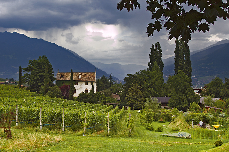 Weingut in Südtirol