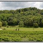 Weingut Kozlovic mit Momjan Burg