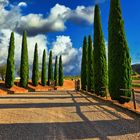 Weingut mit Pinien Allee