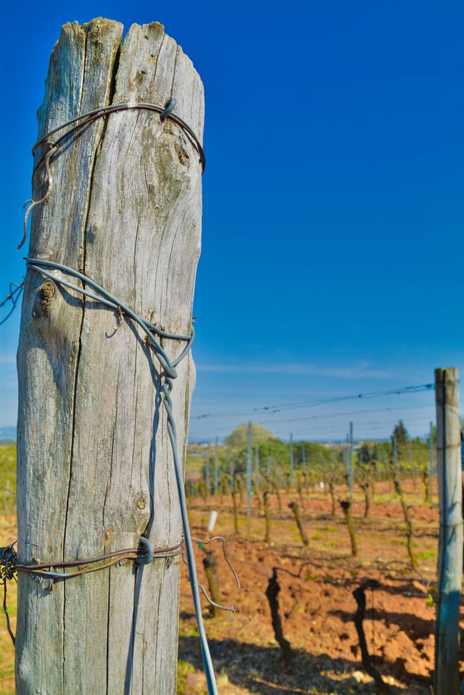 Weingut Monte Carlo Italien