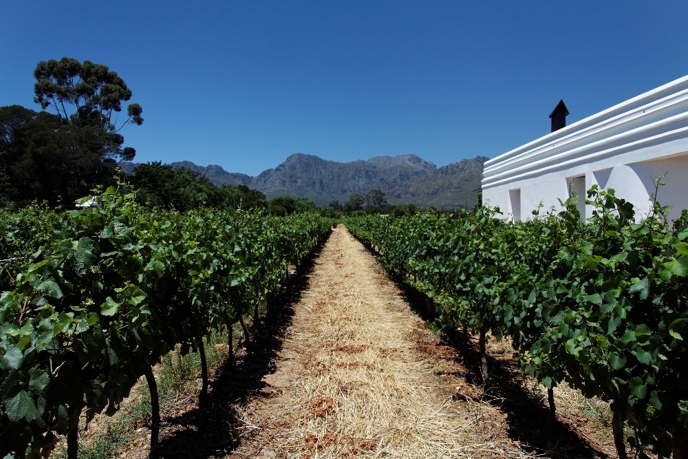 Weingut Nederburg in Paarl 1