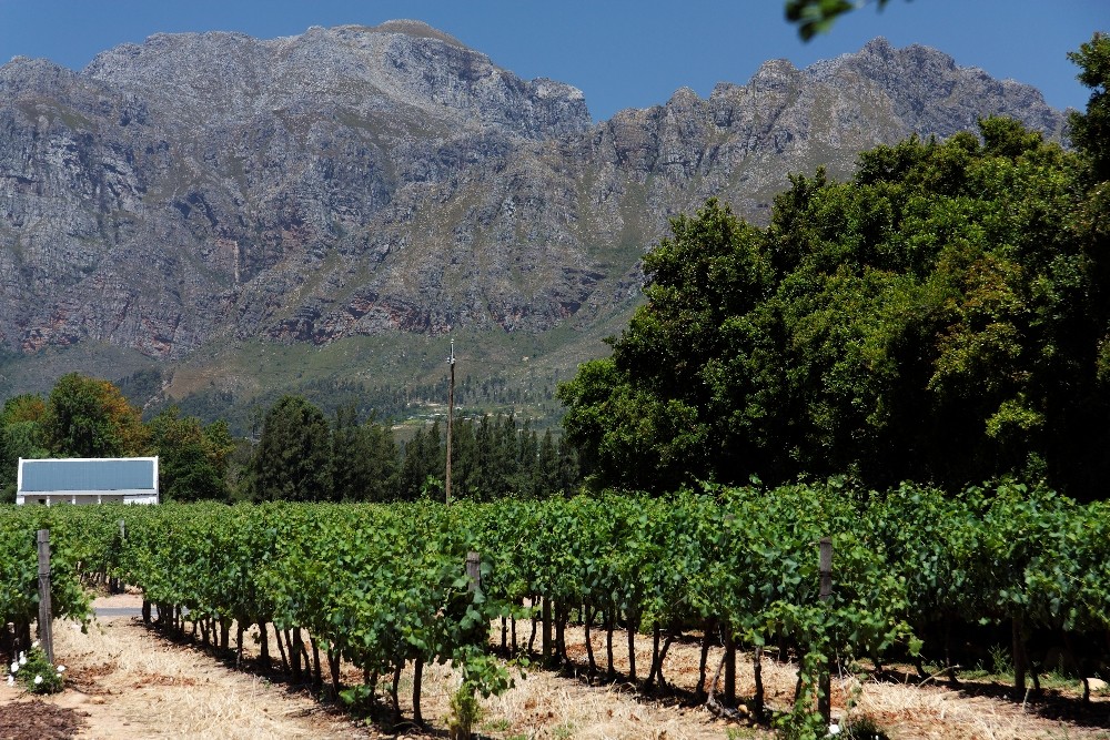 Weingut Nederburg in Paarl 3