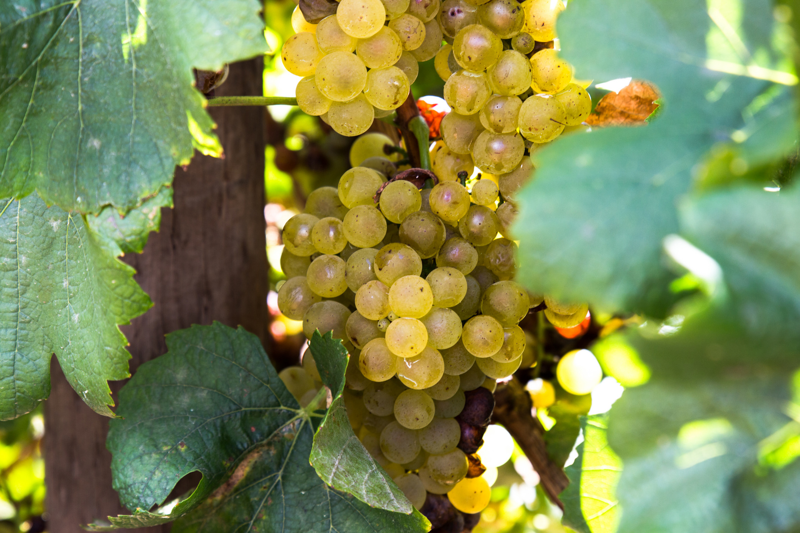 Weingut Nederburg - kurz vor der Weinlese