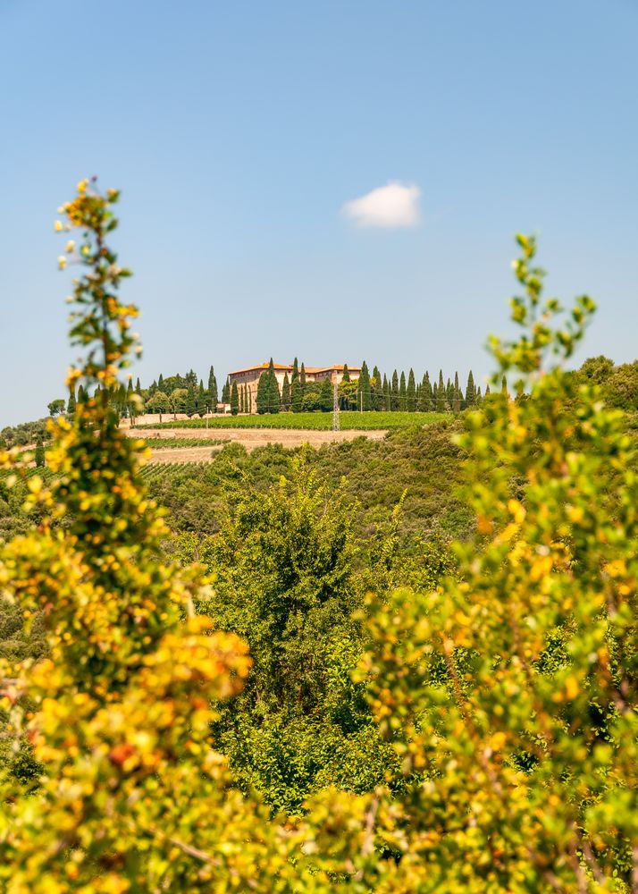 Weingut Tenuta di Argiano