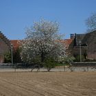 Weingut Wijngaardsberg Ulestraten (NL)