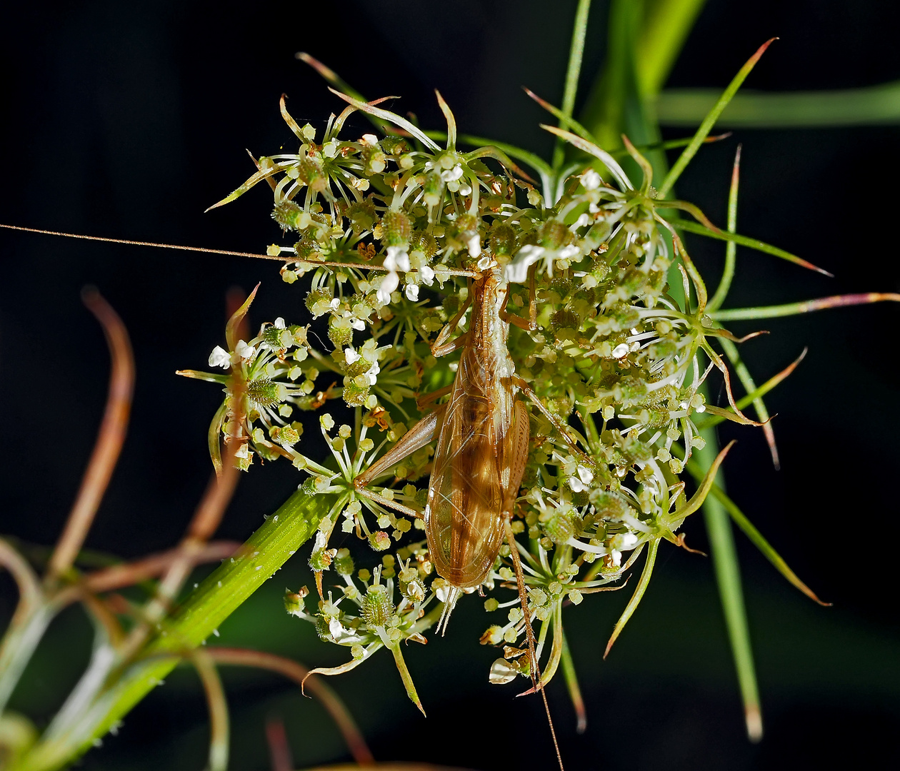 Weinhähnchen, Blütengrille  (Oecanthus pellucens) *