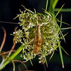 Weinhähnchen, Blütengrille  (Oecanthus pellucens) *