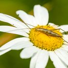 Weinhähnchen (Oecanthus pellucens)