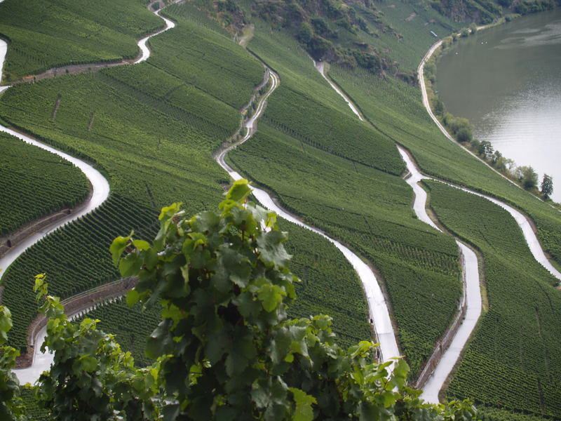 Weinhänge an der Mosel