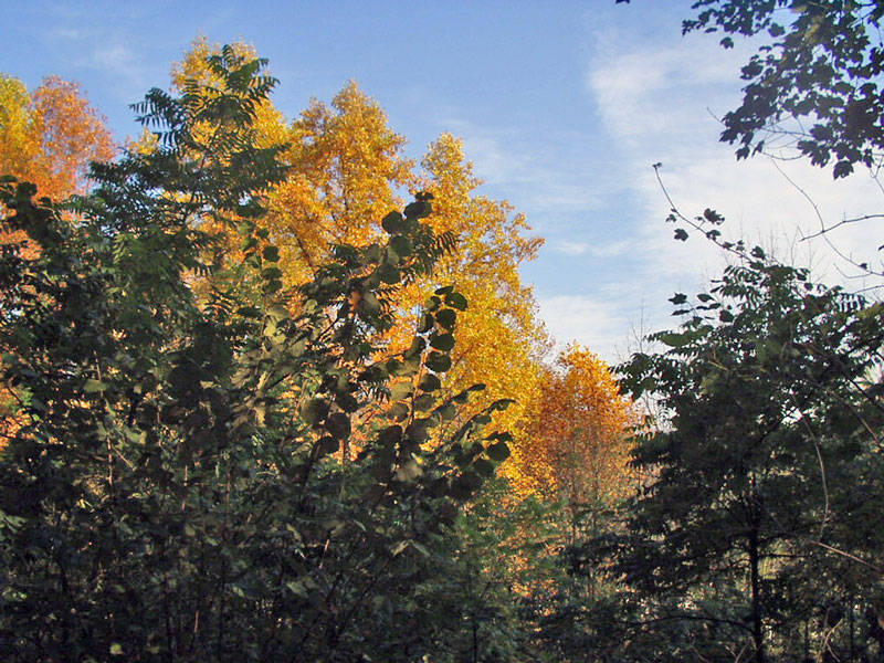 Weinheim Exotenwald Herbst 2006