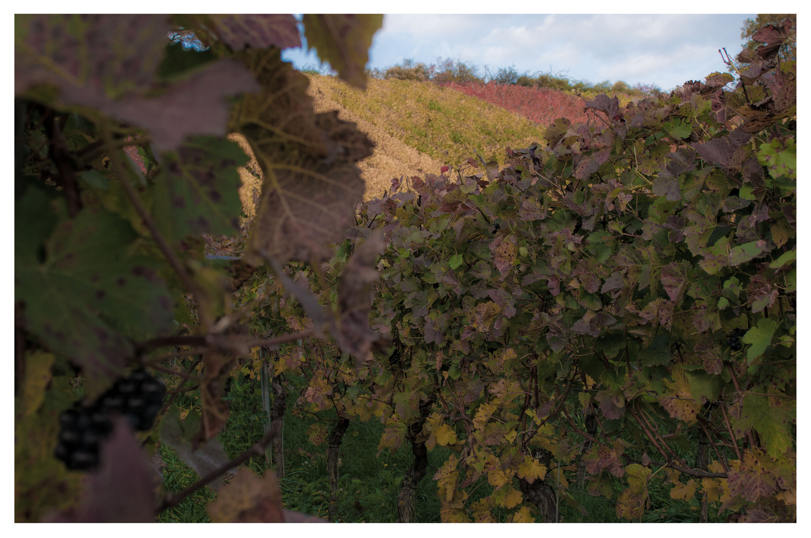 Weinherbst in Mainfranken II