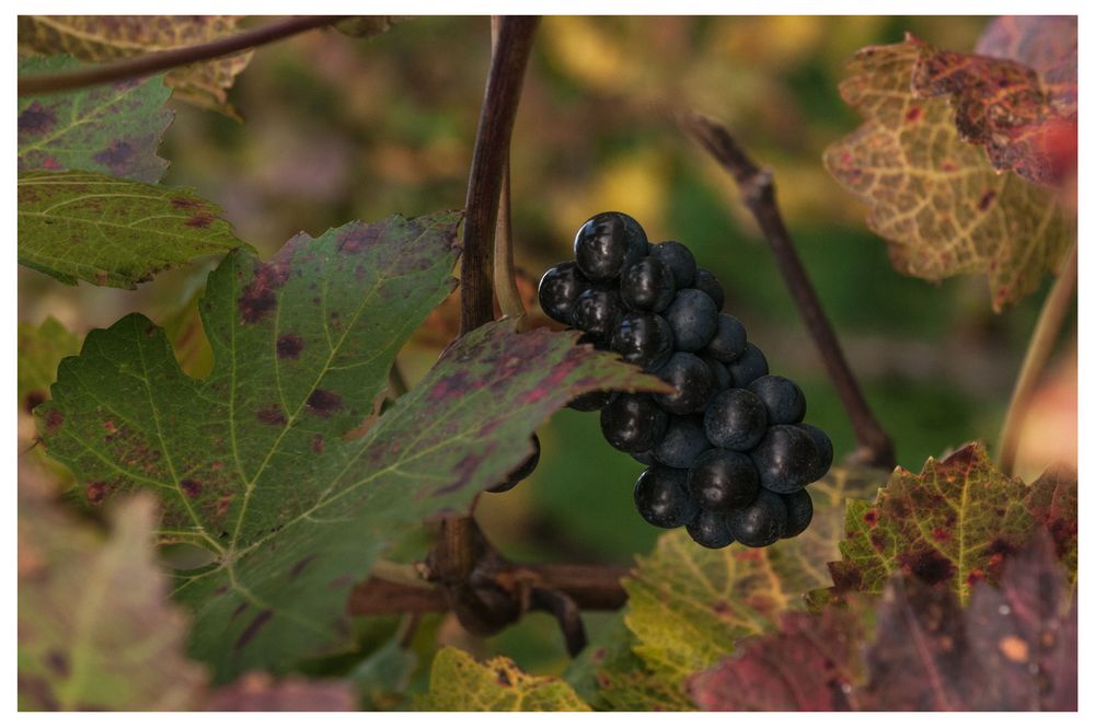 Weinherbst in Mainfranken IV