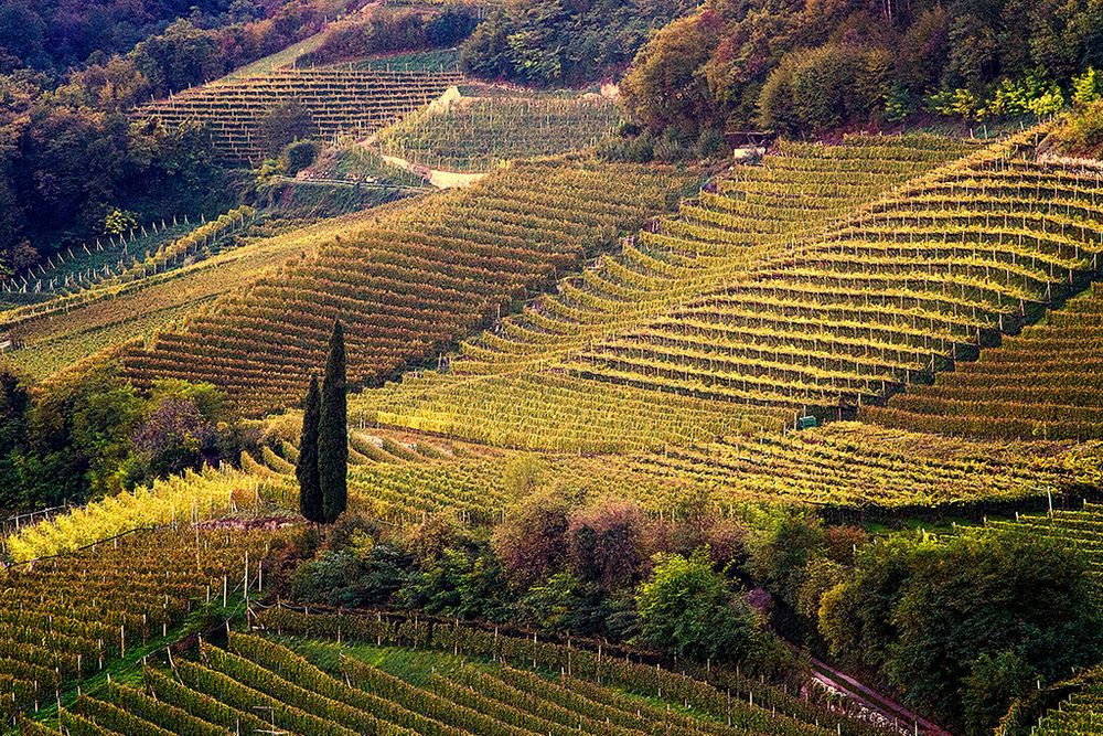 Weinherbst in Südtirol