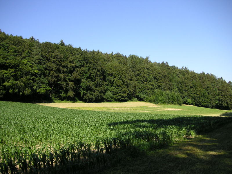 Weinigen Wiesentäli Nähe Grenzstein