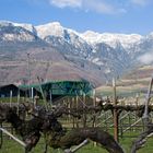 Weinkellerei am Dorfeingang des Weindorfes Tramin