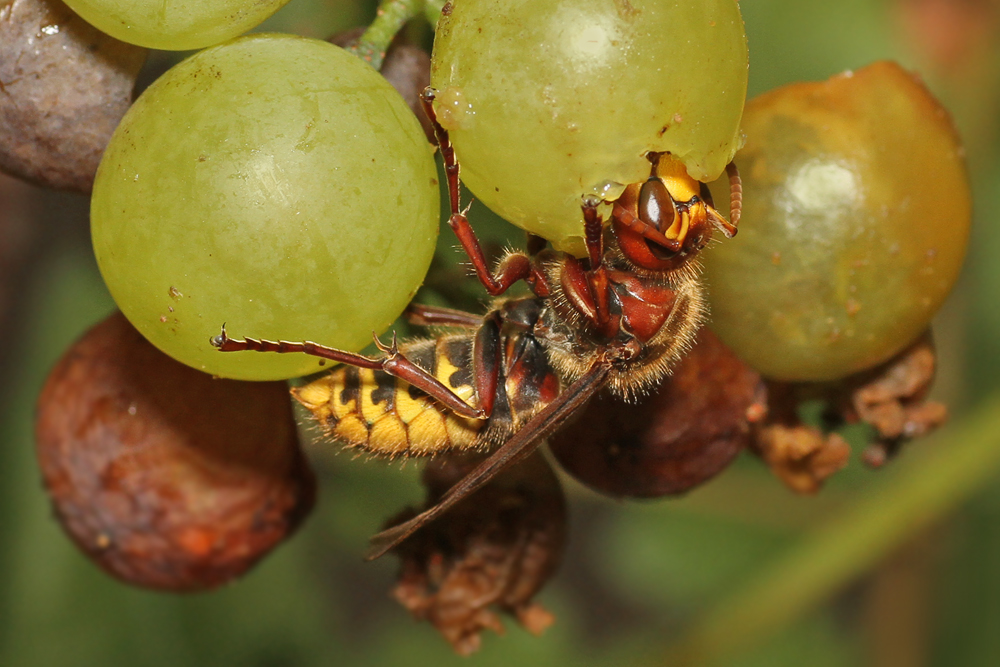 Weinkennerin